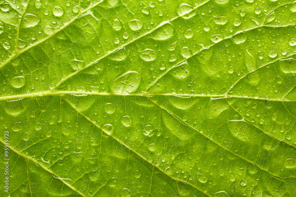 Leaf with drops of water Leaf with drops of water
