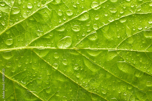 Leaf with drops of water