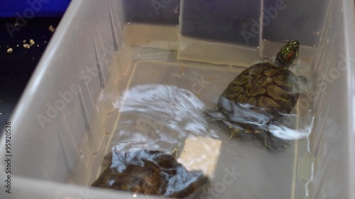 turtles swim in a plastic container photo