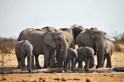 African elephants  Loxodon africana  runs a waterhole Etosha  Namibia