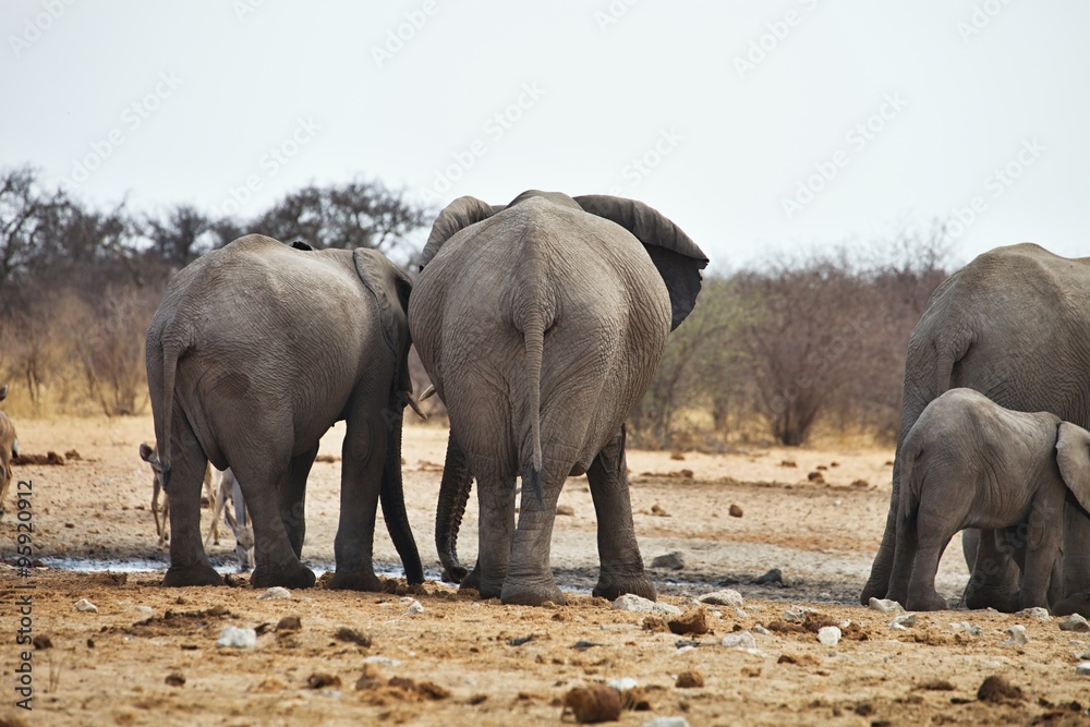 Fototapeta premium African elephants, Loxodon africana, drinking water at waterhole Etosha, Namibia