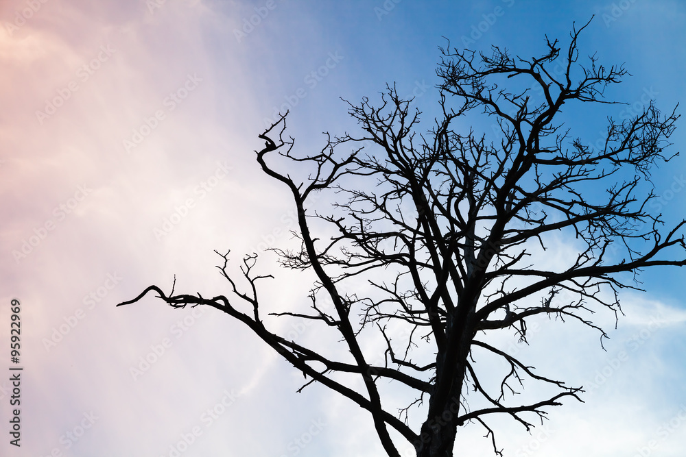 Black leafless tree photo over colorful evening sky Black leafless tree photo over colorful evening sky