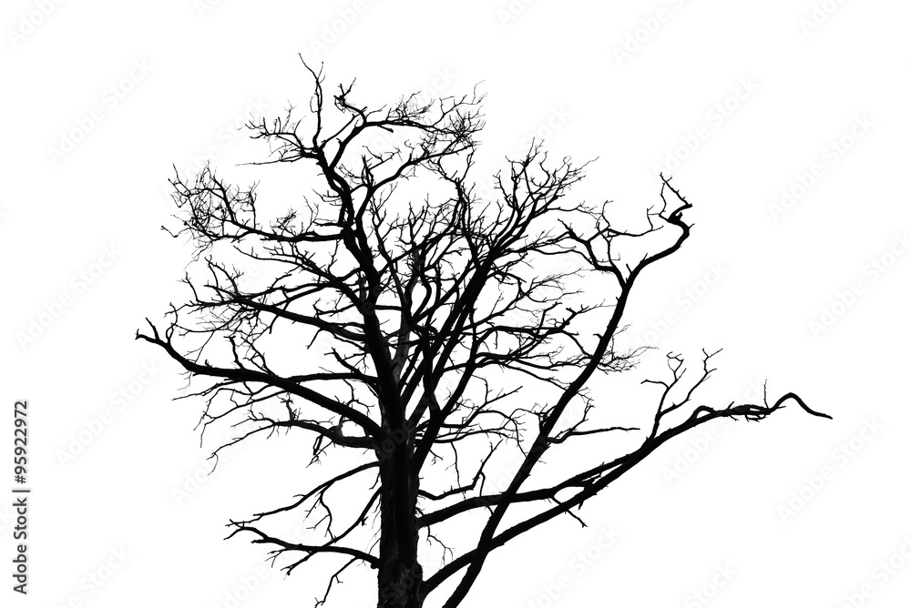 Black leafless tree silhouette isolated on white