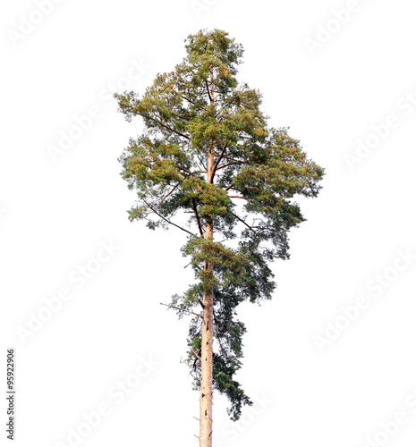 Tall European pine tree isolated on white
