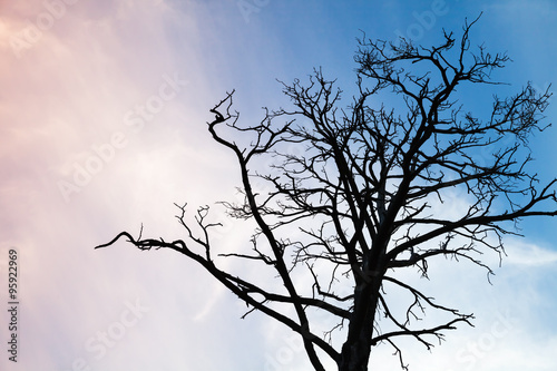 Black leafless tree photo over colorful evening sky