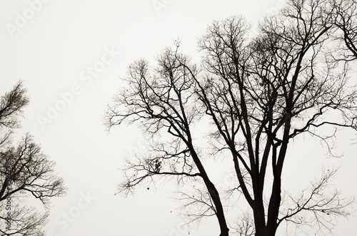 Leafless bare trees over gray sky background © evannovostro