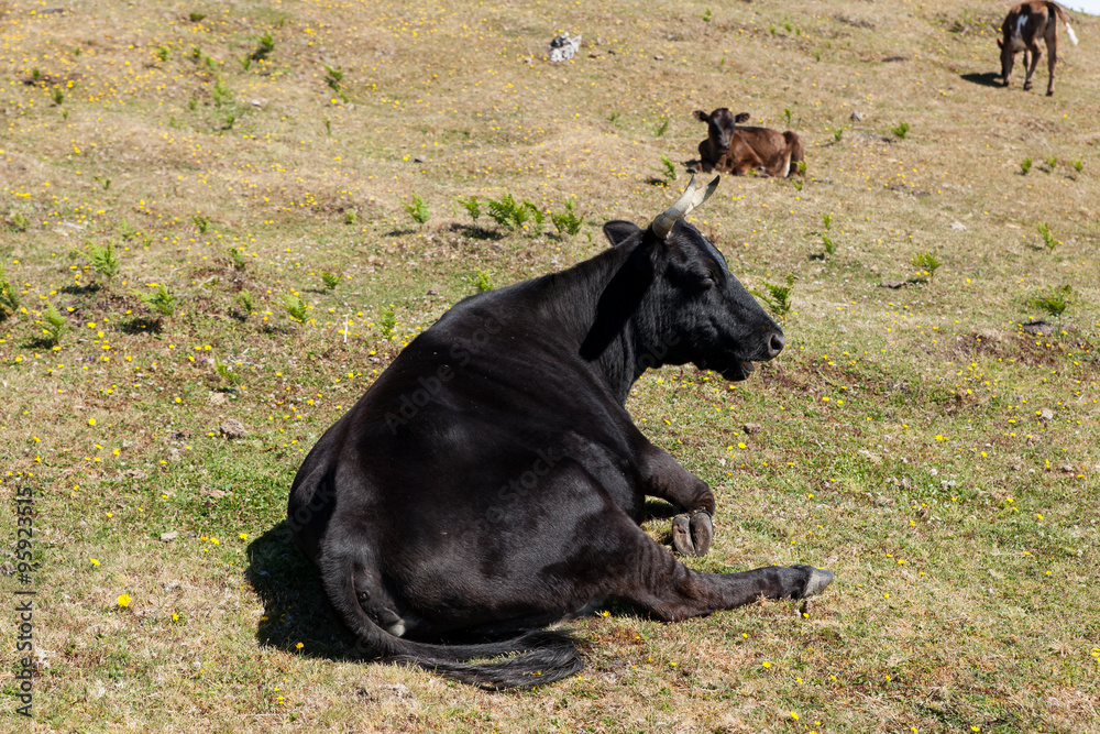 Cow and veal pasture in the mountains madeira Cow and veal pasture in the mountains madeira