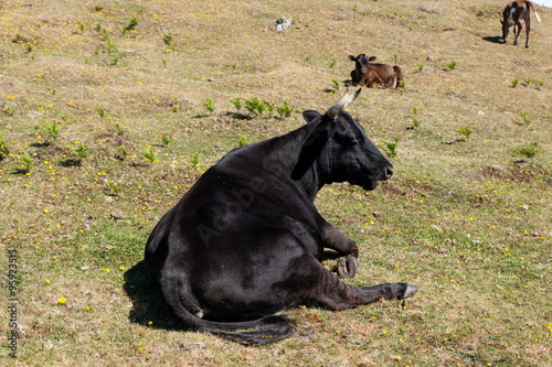 Cow and veal pasture in the mountains madeira