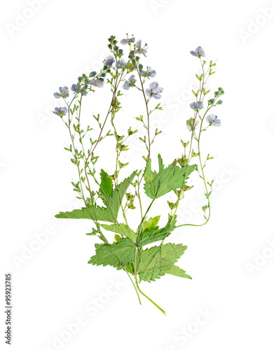 Pressed and dried stem of forest violets with green leaves