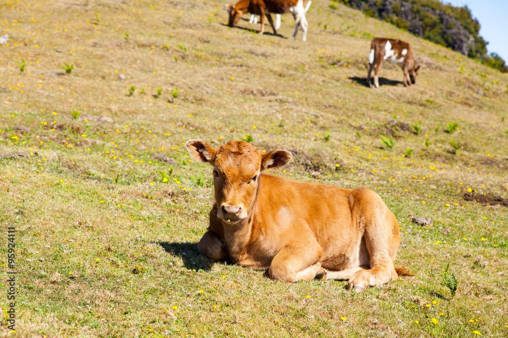 Cow and veal pasture in the mountains madeira Cow and veal pasture in the mountains madeira