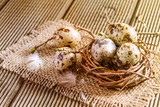 Nest with quail eggs on the wooden background.