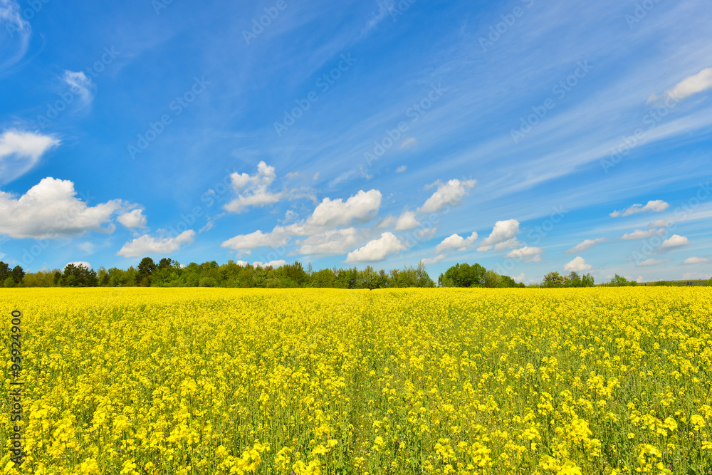 Rape field