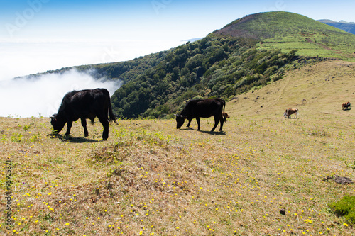 Cow and veal pasture in the mountains madeira