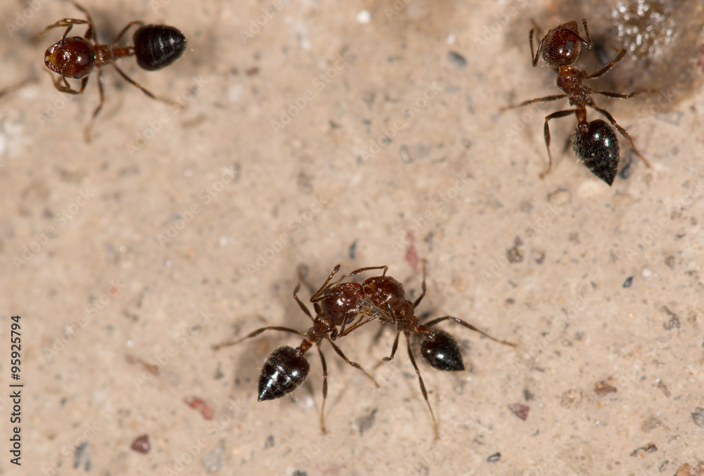 ants eat ants eat