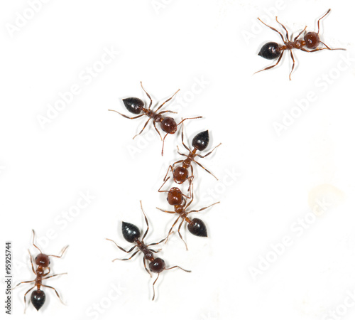 ants on a white background © studybos