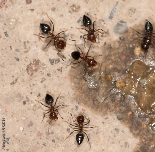 ants eat © studybos