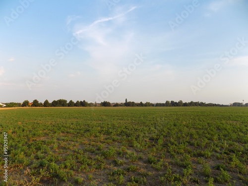 Clover field