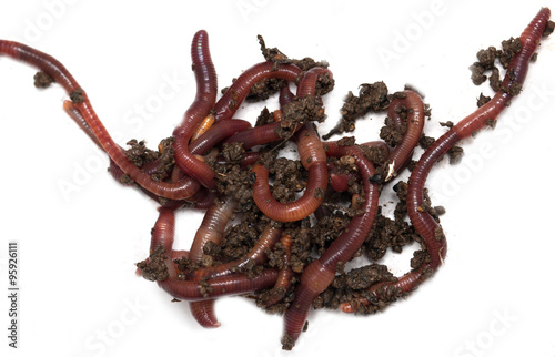 Worms on a white background