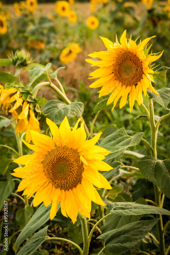 Sonnenblumen auf einem Feld