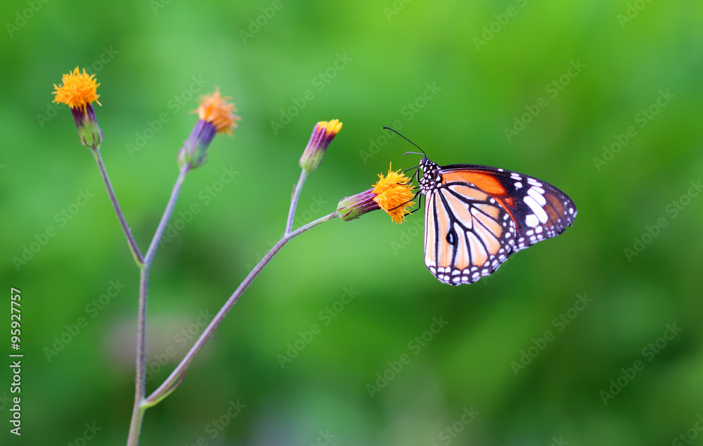 Monarch Butterfly with reed of grass and green environment background Monarch Butterfly with reed of grass and green environment background