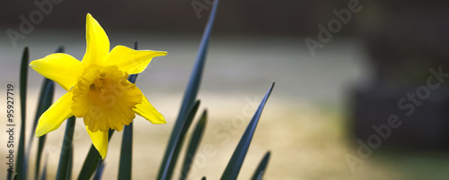 Fotografia Daffodil, panorama with text space.