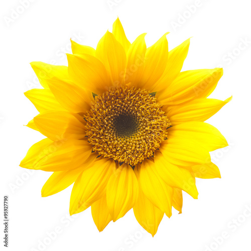 Sunflower Isolated on White