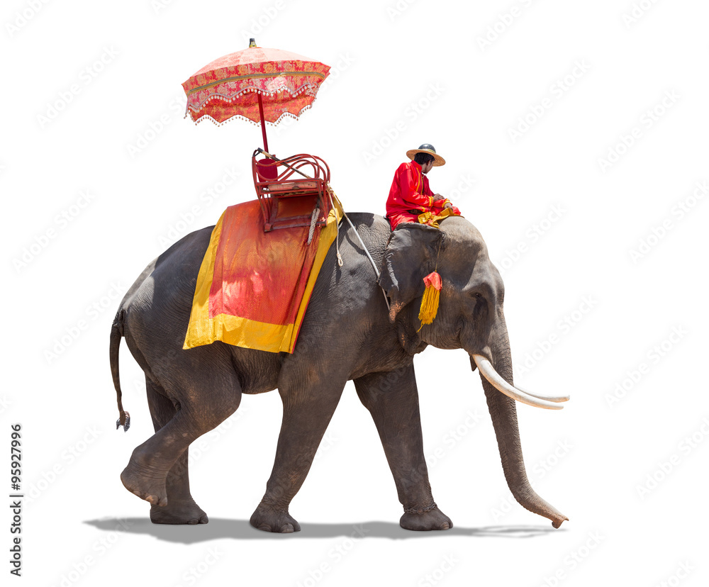 Fototapeta premium Elephant for Tourists in Thailand. isolated on white background