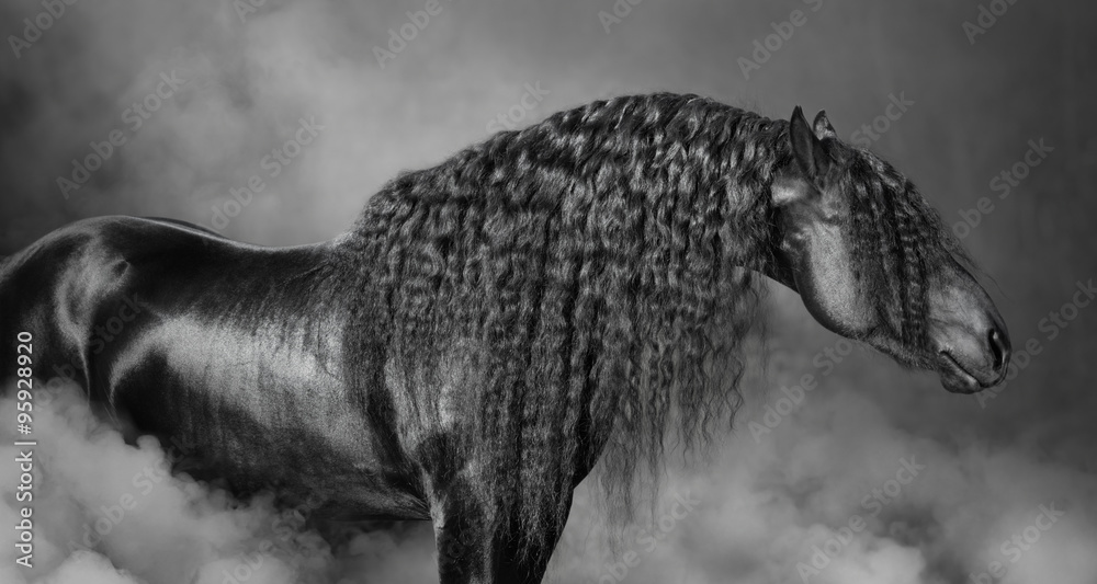 Naklejka premium Portret czarny Fryzyjski koń z długą grzywą w dymu