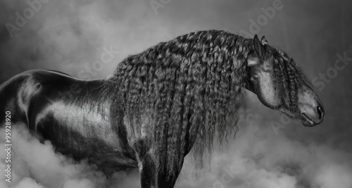 Portrait of black Frisian horse with long mane  in the smoke photo