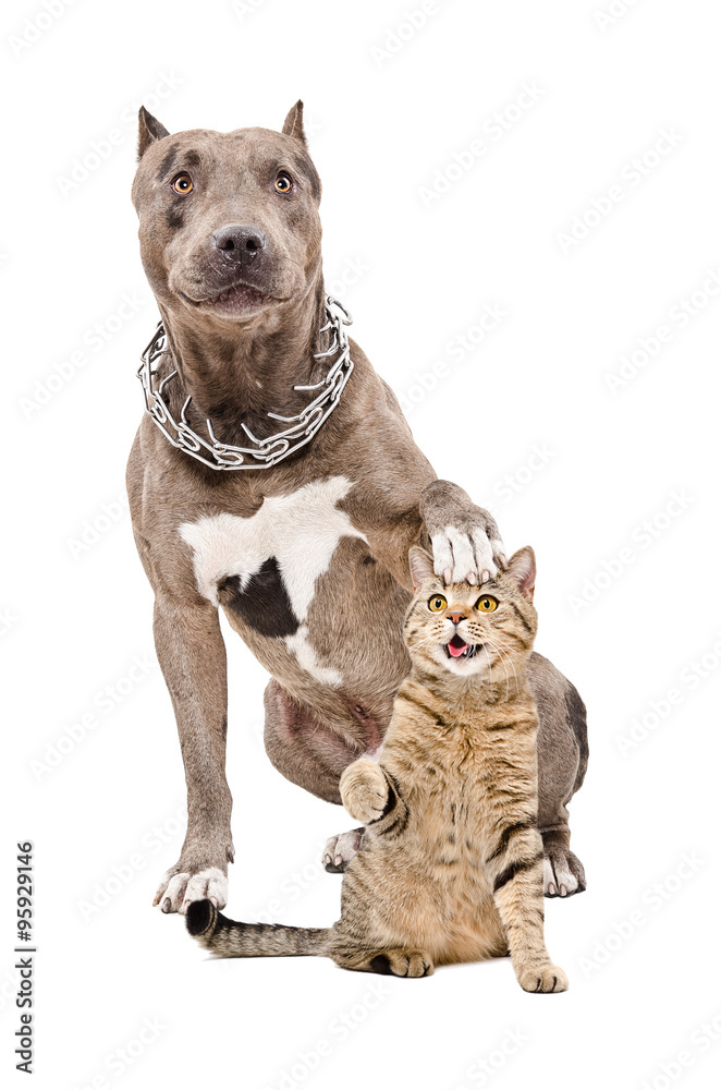 Fototapeta premium Pit bull sitting with his paw on the head of a cat 