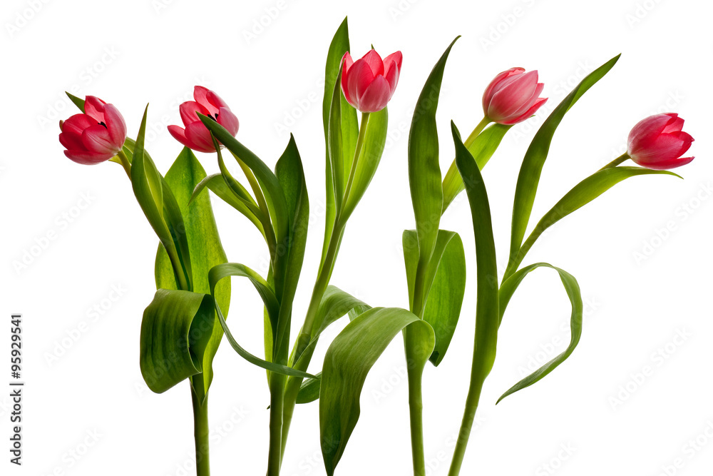 Obraz premium pink tulip