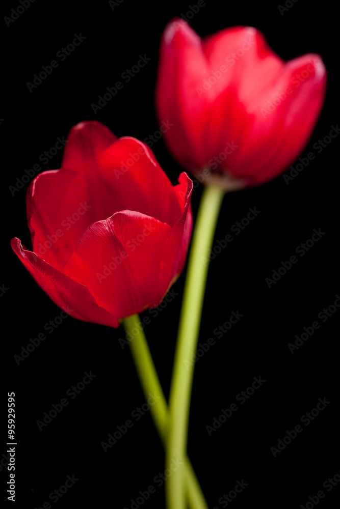 Dark Red Tulips Isolated on Black Background Dark Red Tulips Isolated on Black Background