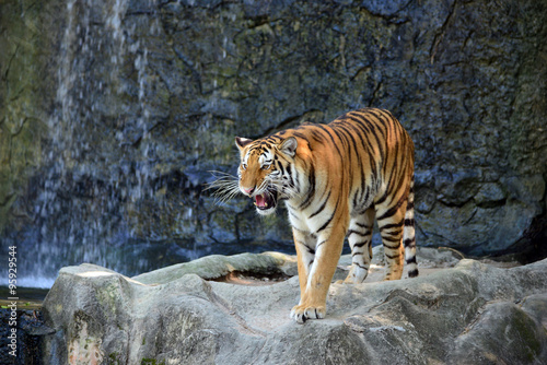 Fototapeta Naklejka Na Ścianę i Meble -  tiger in action of growl