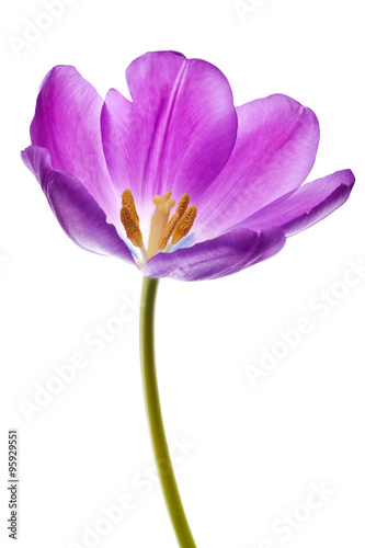 purple tulip isolated
