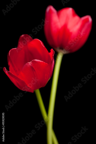 Dark Red Tulips Isolated on Black Background