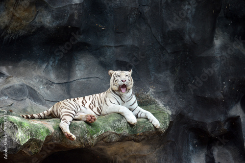 Fototapeta Naklejka Na Ścianę i Meble -  White tiger