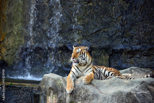 Fototapeta Naklejka Na Ścianę i Meble -  Portrait of tiger