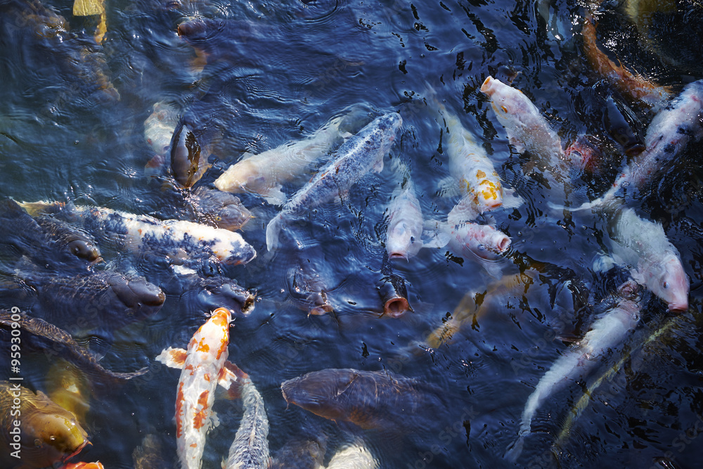 Fototapeta premium 鯉