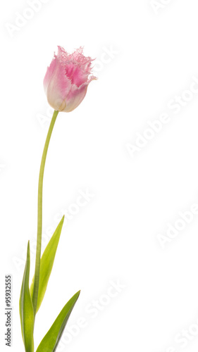 Fototapeta Naklejka Na Ścianę i Meble -  pink tulip on a white background