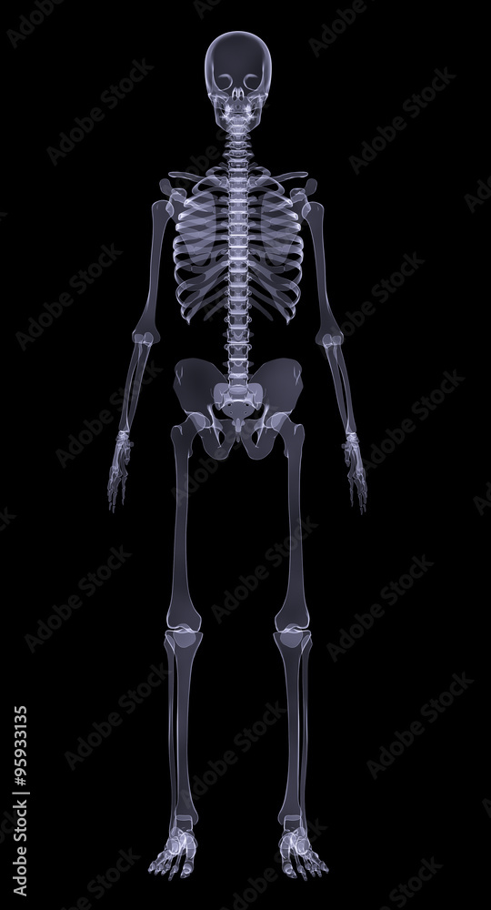 Human skeleton on black