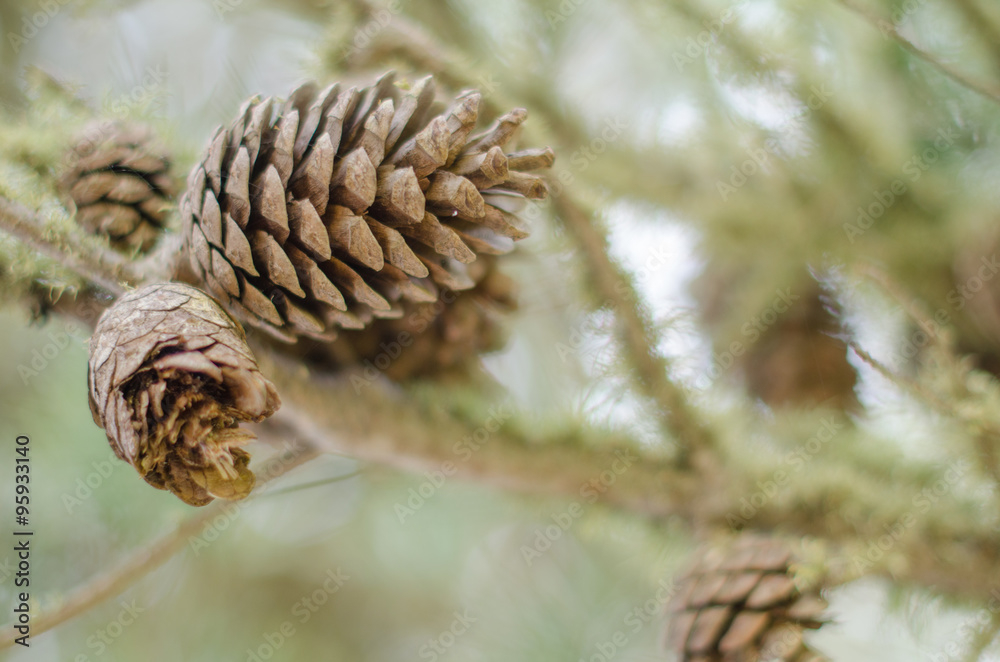 Pine cones and branches.