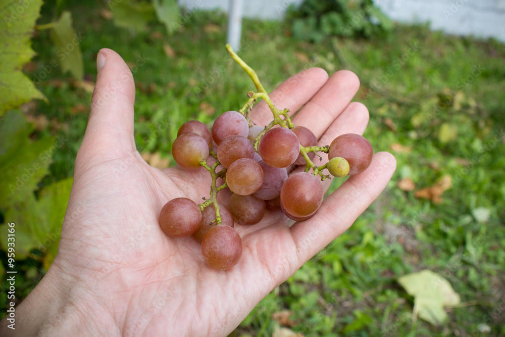 pink grapes in hands pink grapes in hands