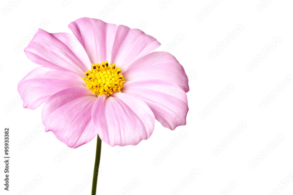 daisy isolated daisy isolated