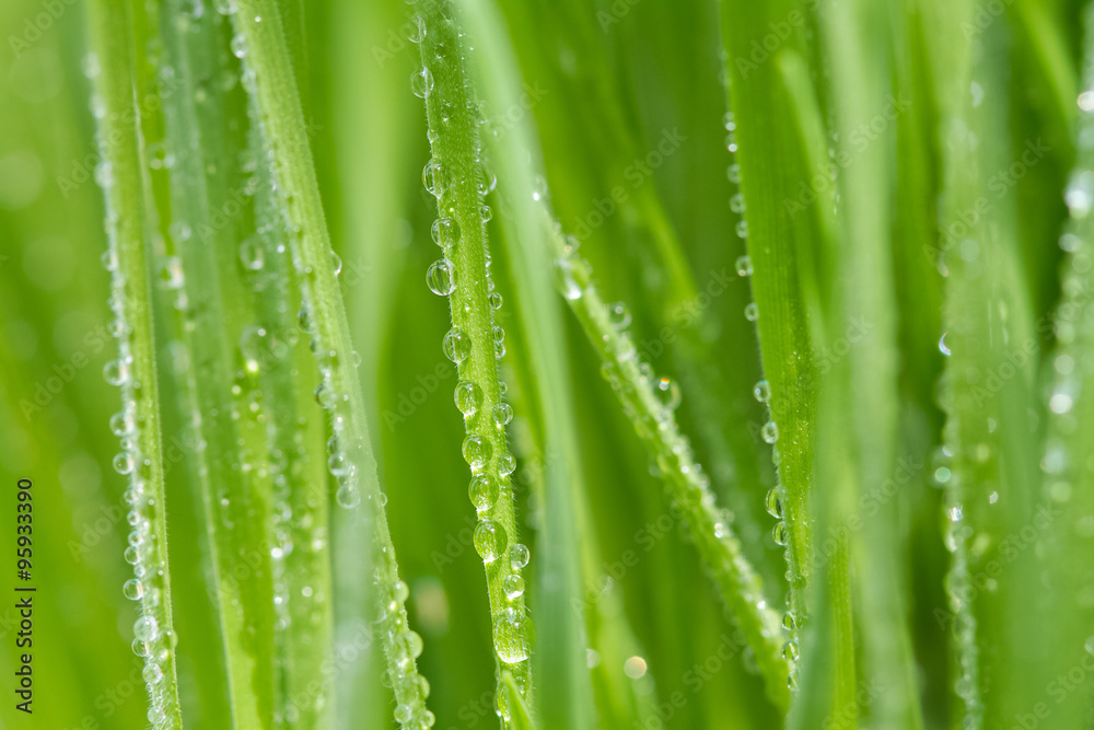 Fresh morning dew on spring grass, natural background
