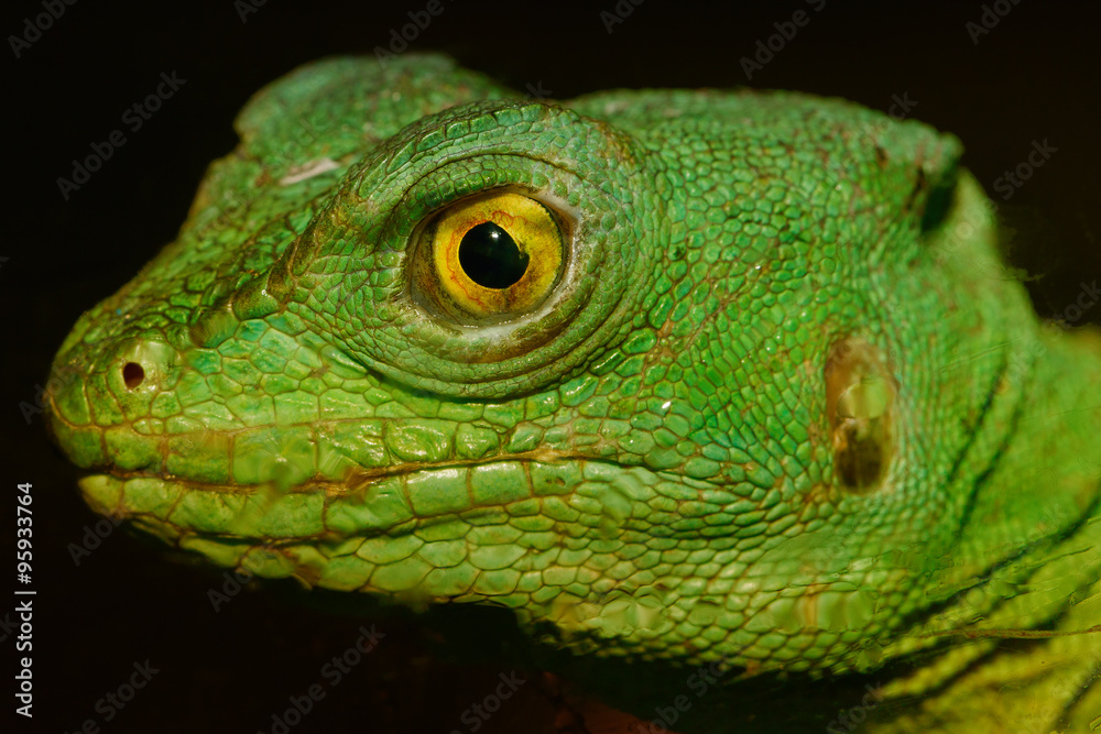 Fototapeta premium Grüne Echse