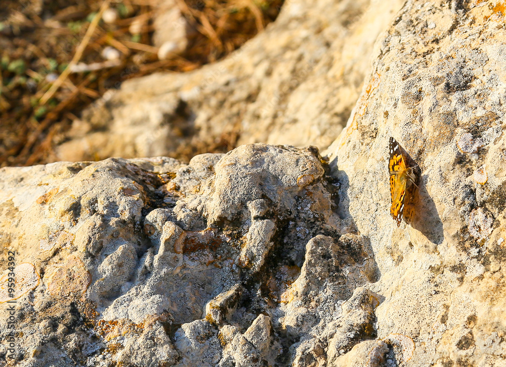 Small Tortoiseshell Small Tortoiseshell