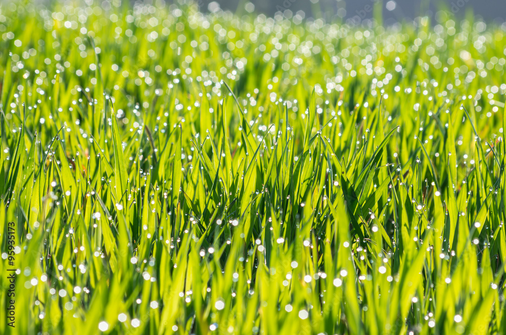 Close up of fresh thick cereal with raindrops in the morning sun Close up of fresh thick cereal with raindrops in the morning sun