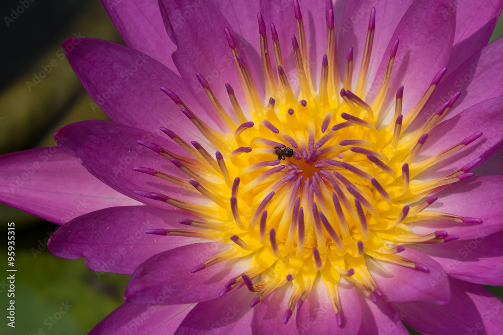 Close up of lotus pollen Close up of lotus pollen