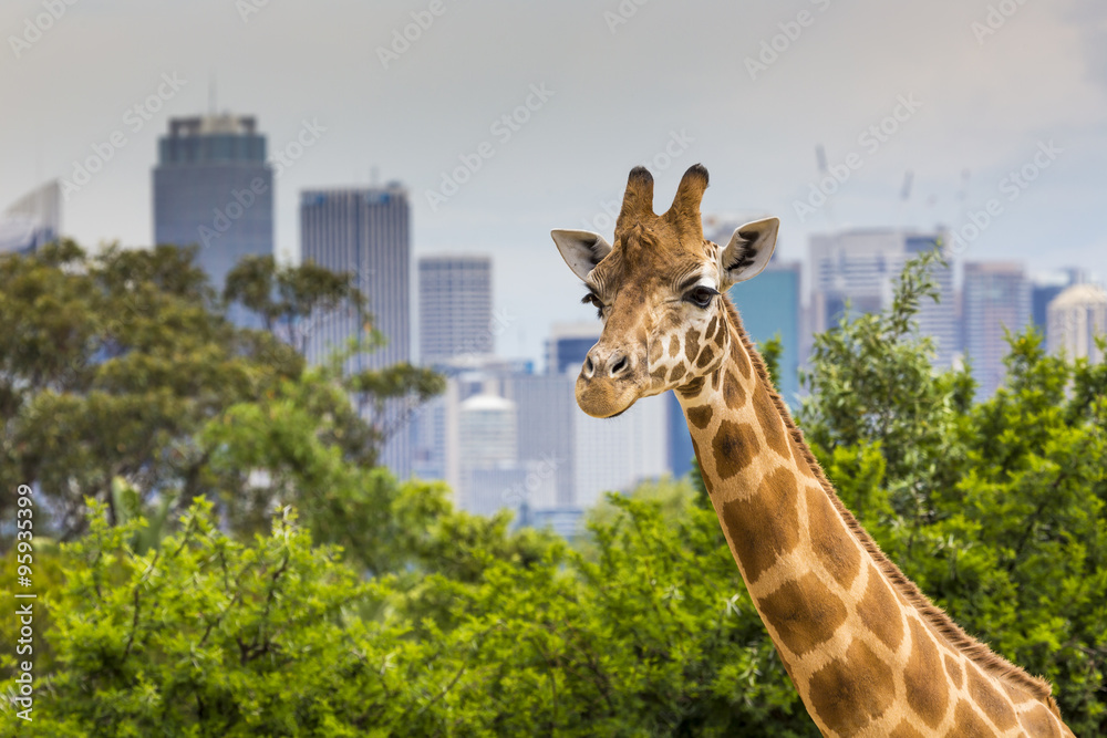 Plakat Giraffes at Zoo with a view of the skyline of Sydney in the back