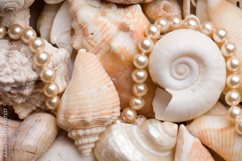 seashell background